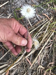 Xerochrysum papillosum