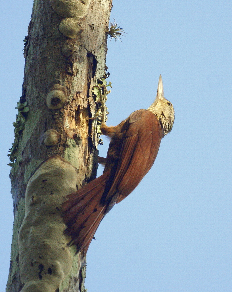 Straight-billed and Zimmer's Woodcreepers