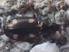 Tetragonoderus laevigatus