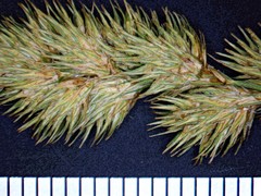Carex crawfordii
