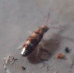 Lepidocyrtus fimicolus