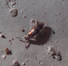 Lepidocyrtus fimicolus