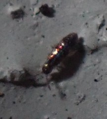 Lepidocyrtus fimicolus
