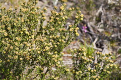 Asterolasia trymalioides