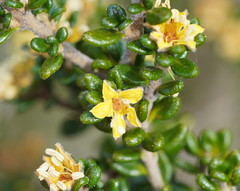 Asterolasia trymalioides