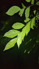 Murraya euchrestifolia