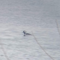 Lophodytes cucullatus