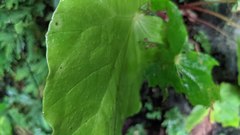 Begonia nantoensis