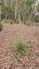 Eryngium paniculatum