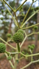 Eryngium paniculatum