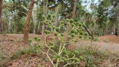 Eryngium paniculatum