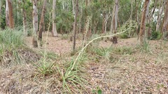 Eryngium paniculatum