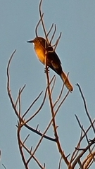 Quiscalus mexicanus