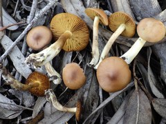 Cortinarius clelandii