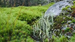 Cladonia deformis