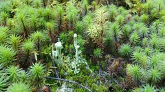 Cladonia deformis