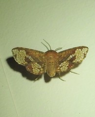 Canaea hyalospila