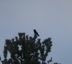 Corvus macrorhynchos