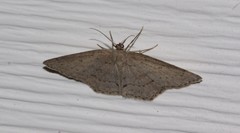 Cyclophora pendulinaria