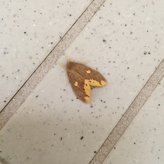 Euproctis quadrangularis