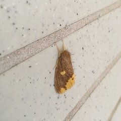 Euproctis quadrangularis