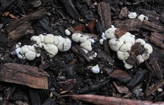 Fungi