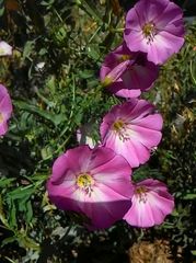 Convolvulus chinensis