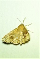 Canaea hyalospila