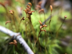 Dicranum scoparium