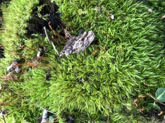 Dicranum scoparium