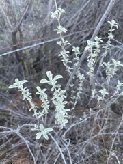 Salvia munzii