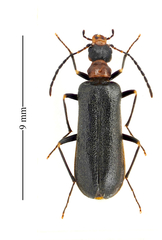Nematoplus collaris