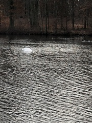 Cygnus olor