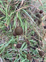 Eryngium sanguisorba
