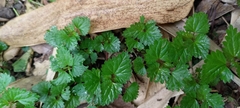 Nanocnide japonica