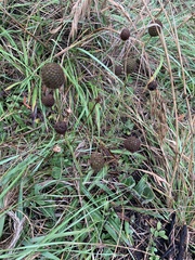 Eryngium sanguisorba