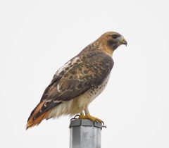 Buteo jamaicensis