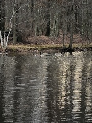 Branta canadensis
