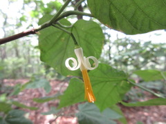 Alangium platanifolium