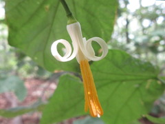 Alangium platanifolium