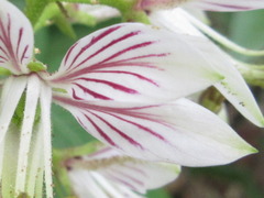 Dictamnus dasycarpus