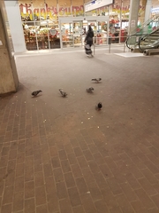 Columba livia domestica