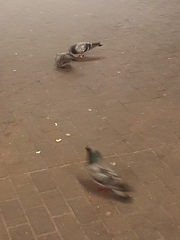 Columba livia domestica