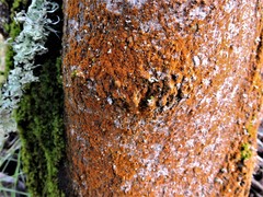 Trentepohlia abietina