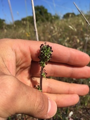 Acaena pinnatifida californica
