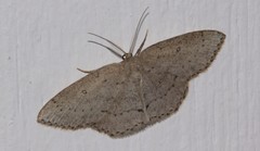 Cyclophora pendulinaria