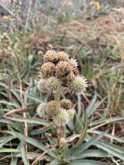 Eryngium megapotamicum