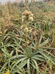 Eryngium megapotamicum