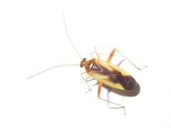 Adelphocoris suturalis