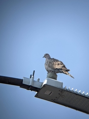 Streptopelia decaocto